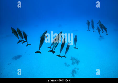 Tre gruppi di Spinner (delfini Stenella longirostris) nuota su fondo sabbioso, Mar Rosso, Sataya Reef, Marsa Alam, Egitto Foto Stock