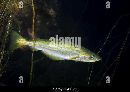 Atlantic Pollock o unione di Pollock (Pollachius pollachius), Norvegese Mare del Nord Atlantico, Norvegia Foto Stock