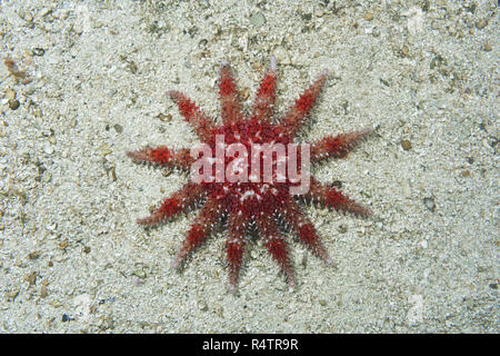 Comune di Sun Star (Crossaster papposus) sul fondo sabbioso, Norvegese Mare del Nord Atlantico, Norvegia Foto Stock