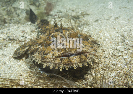 Rana pescatrice (Lophius piscatorius) giace sul fondo sabbioso, Norvegese Mare del Nord Atlantico, Norvegia Foto Stock