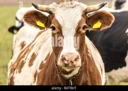 Close-up ñow sono il rosso e il colore bianco . Holstein il frisone il bestiame. Nel tardo autunno. Dairy Farm. Podlasie, Polonia. Foto Stock