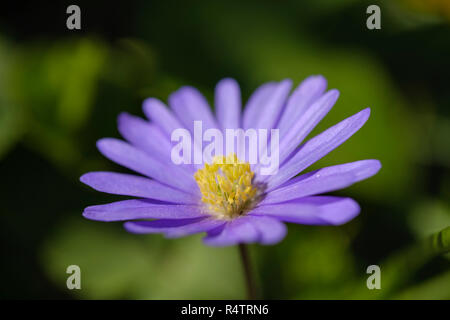 Blue Grecian windflower (Anemone blanda), fiore, Germania Foto Stock