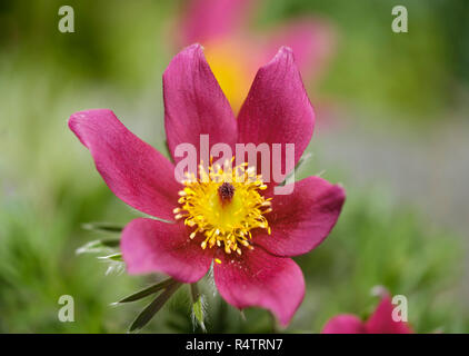 Red Cow morsetto (Pulsatilla vulgaris), varietà Rubra, fiore, Germania Foto Stock