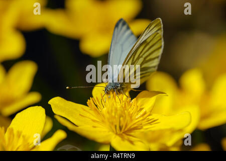 Verde-bianco venato (Sarcococca napi), sul fiore di palude (marigold Caltha palustris), Germania Foto Stock