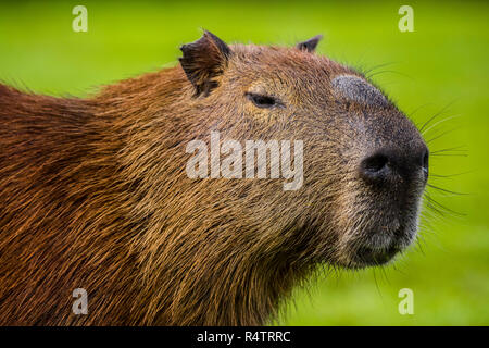 Capibara (Hydrochoerus hydrochaeris), animale ritratto, Pantanal, Mato Grosso do Sul, Brasile Foto Stock