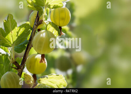 Freschi ribes organico cresce nella luce del sole su un arbusto nel giardino e spazio di copia selezionato, focus, profondità di campo ridotta Foto Stock