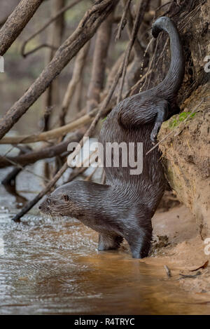 Neotropical otter (Lontra longicaudis) marcatura sul terrapieno, Pantanal, Mato Grosso do Sul, Brasile Foto Stock