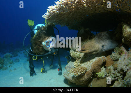 Scuba Diver guarda la murena gigante (Gymnothorax javanicus), Mar Rosso, Egitto Foto Stock