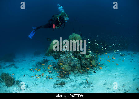 Femmina sub nuotare vicino a Coral reef, Oceano Indiano, Maldive Foto Stock