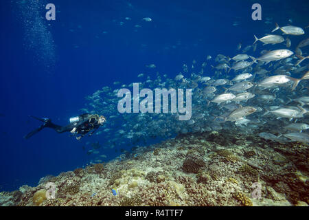 Femmina sub nuota con la scuola di bayads, carangidi obeso o Dusky Jack (Caranx sexfasciatus) in blu acqua su coral ree Foto Stock