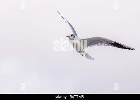 Bella seagull in volo contro uno sfondo bianco Foto Stock