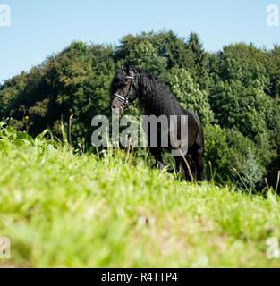 Cavallo nero al pascolo Foto Stock