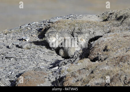 Due Pallas di gatti in den Foto Stock