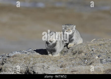 Due Pallas di gatti Foto Stock