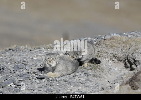 Due Pallas di gatti; uno morde gli altri Foto Stock