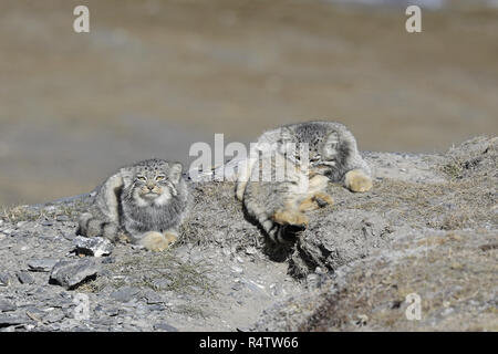 Due Pallas di gatti; una toelettatura Foto Stock