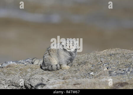 Pallas's Cat Foto Stock