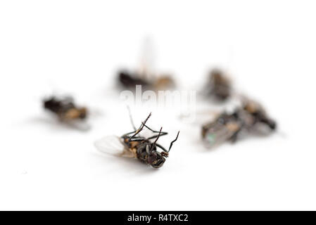 Mosche morte isolato con ombre su uno sfondo bianco, copia spazio, ripresa macro selezionata, focus, molto stretta la profondità di campo Foto Stock