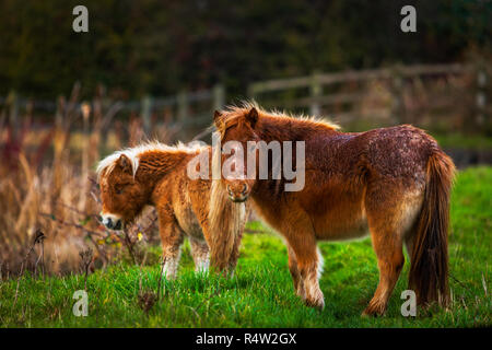 Due piccoli pony in un campo stradale Foto Stock