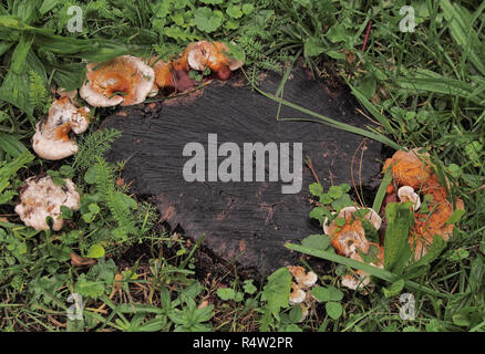 I funghi selvatici crescente attorno ad un ceppo di albero Foto Stock