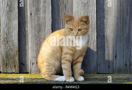 Lo zenzero tabby cat Foto Stock