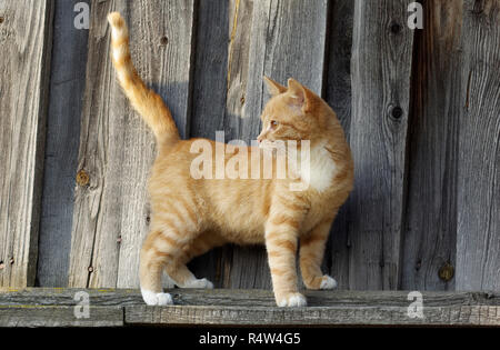 Lo zenzero piccola tabby cat Foto Stock