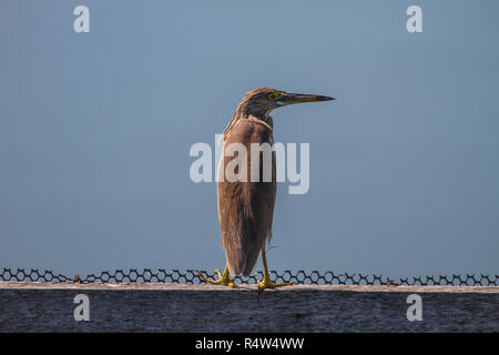 Laghetto cinese Heron nella natura. Foto Stock