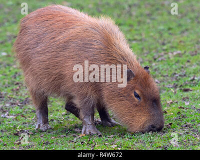 Capybara Hydrochoerus hydrocaeris Foto Stock