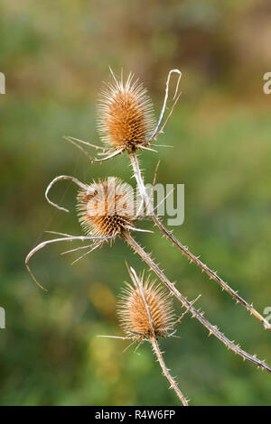 Asciugare thistle di Sun con sfocato sfondo verde. Foto Stock
