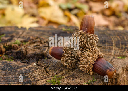 Set di tre mature ghiande su un ceppo di legno nella foresta. Foto Stock