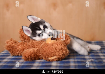 Bianco e nero siberian husky posa sul letto la riproduzione Foto Stock