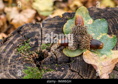 Set di tre mature ghiande e foglie thе su un ceppo di legno nella foresta. Foto Stock