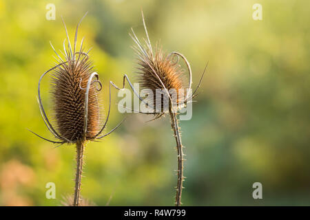 Asciugare thistle di Sun con sfocato sfondo verde. Foto Stock