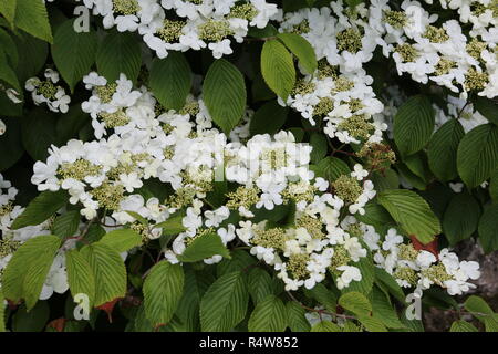 Giappone - snowball viburnum plicatum Foto Stock