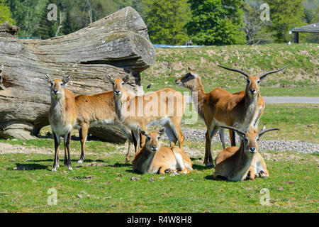 Kafue Lechwe (Kobus leche kafuensis) e Blair Drummond Safari Park, vicino a Stirling, Scozia, Regno Unito Foto Stock