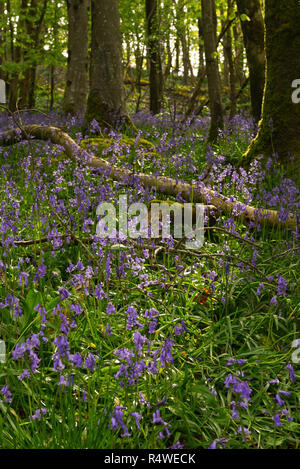Tappeti delle Bluebells e aglio selvatico lungo la Longwood Sentiero Natura, parte del Somerset Wildlife Trust complesso Cheddar. Foto Stock
