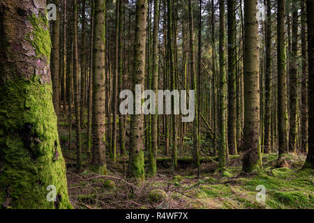 Inverno il sole che splende attraverso coperte di muschio alberi, Nant Yr Arian, Wales, Regno Unito Foto Stock