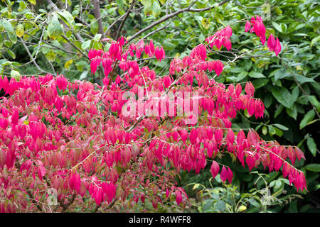 Euonymus alatus, Burning Bush Foto Stock