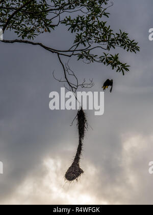 Oropendola nidi nella giungla amazzonica, del Brasile, dell'America Latina. Psarocolius montezuma Foto Stock