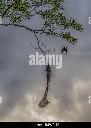 Oropendola nidi nella giungla amazzonica, del Brasile, dell'America Latina. Psarocolius montezuma Foto Stock