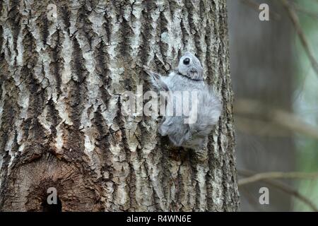 Un siberiano scoiattolo battenti (Pteromys volans) indossando un radiocollar vicino il suo nido foro in un vecchio Aspen Tree (Populus tremula) in matura foresta, Estonia Foto Stock