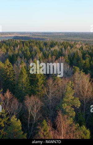 Panoramica del Parco Iisaku foresta con coppia di abeti, betulla e Eurasian aspen (Populus tremula), casa del Siberiano scoiattolo battenti Pteromys volans Foto Stock