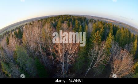 Panoramica del Parco Iisaku foresta con coppia di abeti, betulla e Eurasian aspen (Populus tremula), casa del Siberiano scoiattolo battenti Pteromys volans Foto Stock