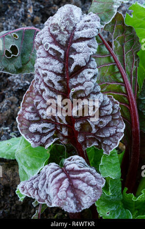 Trasformata per forte gradiente di brina sui svizzero di foglie di bietole Foto Stock