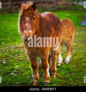 Due piccoli pony in un campo stradale Foto Stock