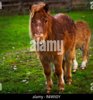 Due piccoli pony in un campo stradale Foto Stock