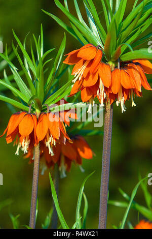 Blooming Corona imperiale, noto anche come fritillary imperiale o Kaiser della corona di fiori - Fritillaria imperialis - nella stagione primaverile in un giardino botanico Foto Stock