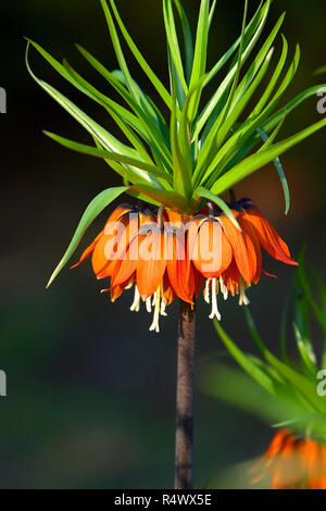 Blooming Corona imperiale, noto anche come fritillary imperiale o Kaiser della corona di fiori - Fritillaria imperialis - nella stagione primaverile in un giardino botanico Foto Stock