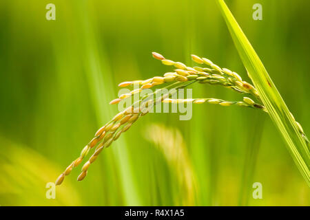 Fattoria di riso - campo di riso - riso paddy, verde le piante di riso riso paddy con sfondo bello Foto Stock