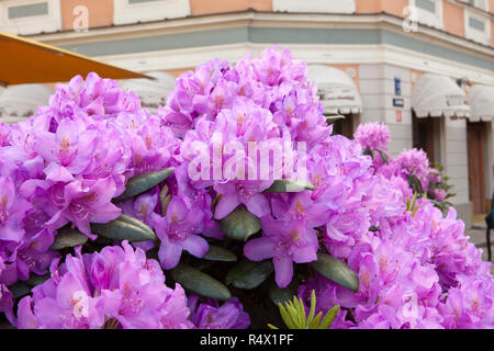 Fioritura di rododendro viola in Riga, Lettonia Foto Stock